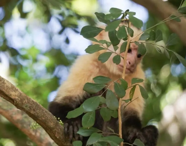 Costa Rica Curu Wildlife Refuge Capuchin Monkey