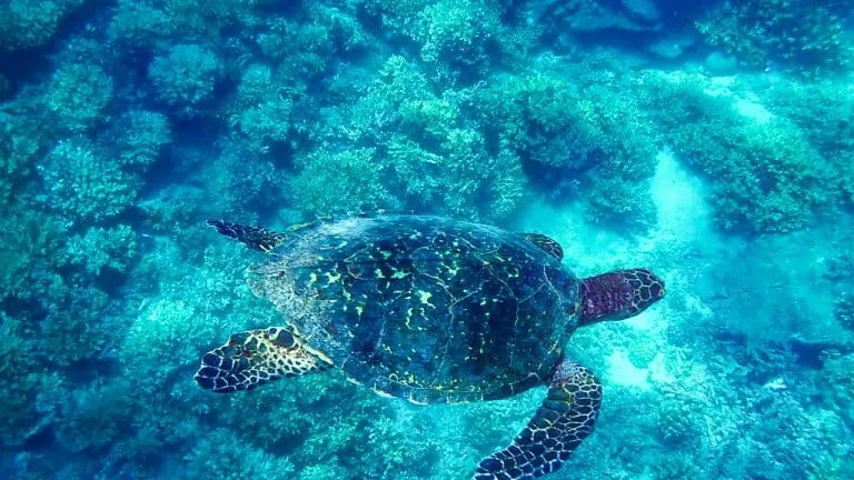 Leatherback Sea Turtle Coiba National Park