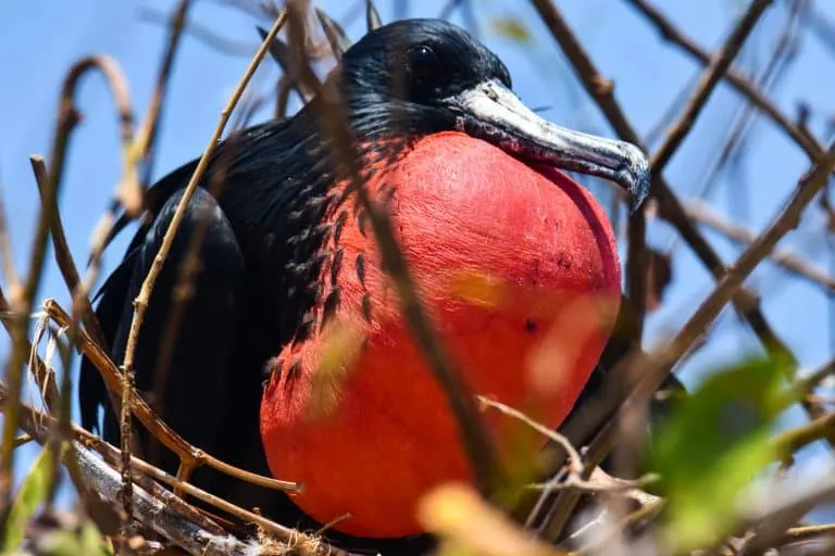 Male Magnificent Frigate Bird Isla Iguana