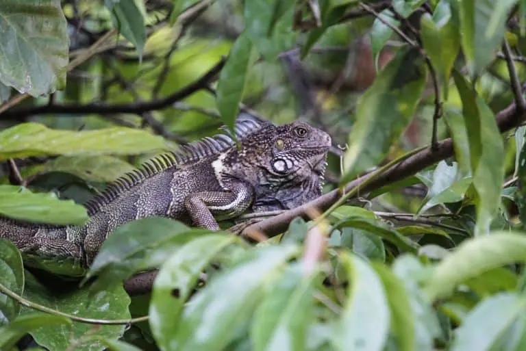 Osa Peninsula Iguana