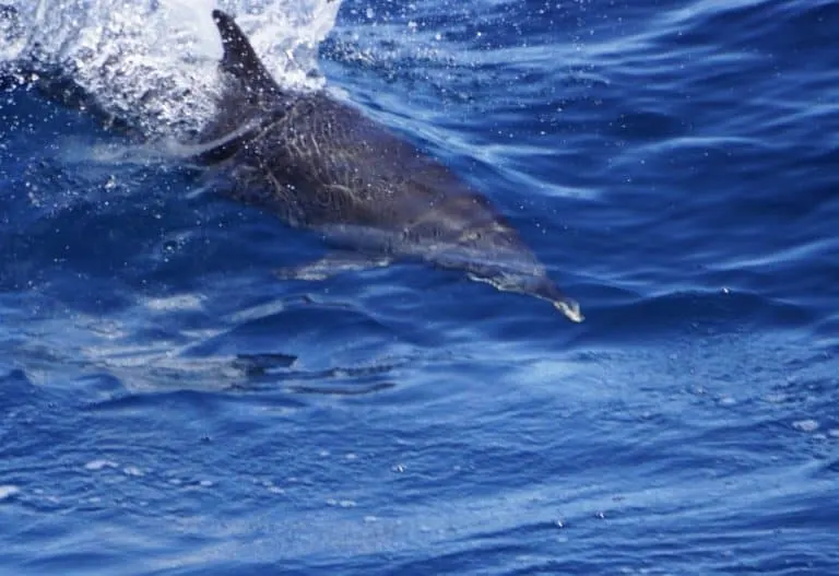 Panama Cruise Coiba National Park Dolphin