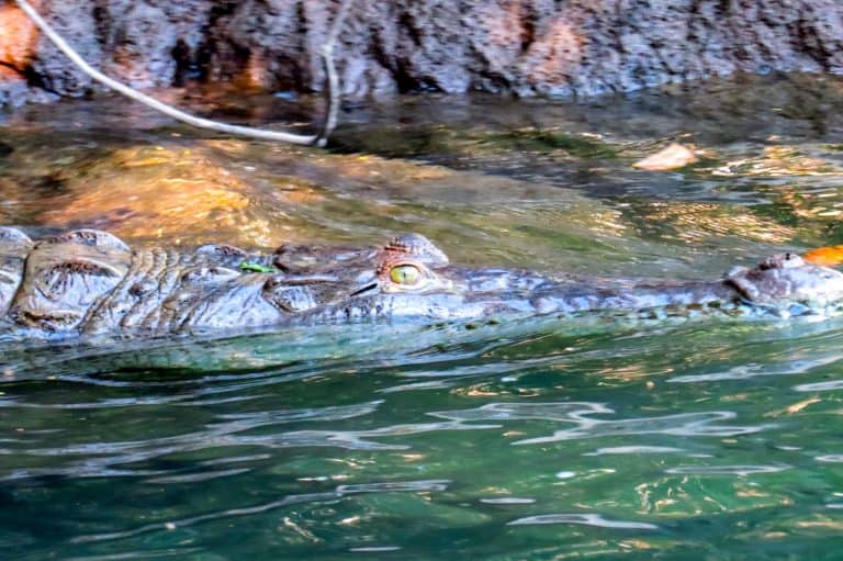 Crocodile at Rio Agujitas Drake Bay