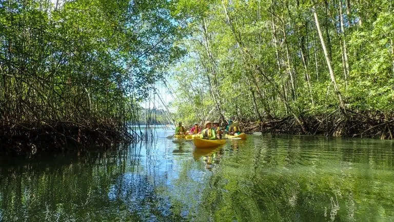 Rio Esquinas Mangrove Kayak