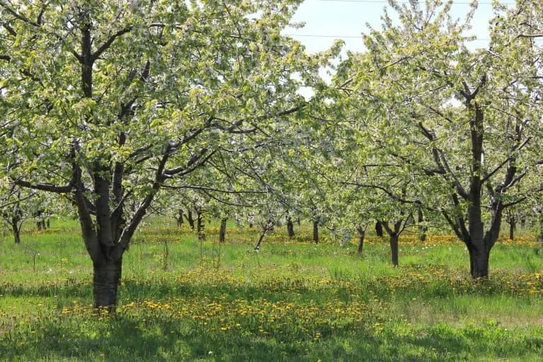 things to do in Michigan with kids include pick cherries Traverse City