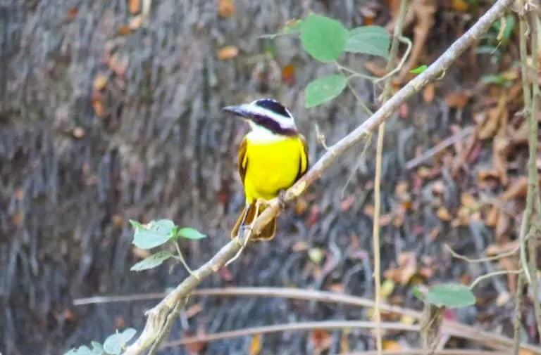 Yellow Breasted Thrush - Campenario Biological Station