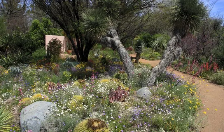 Best Arizona State Parks include Boyce Thompson Arboretum
