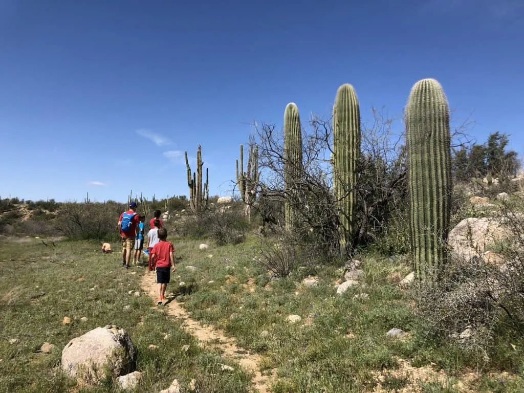 Catalina State Park in Tucson, Arizona