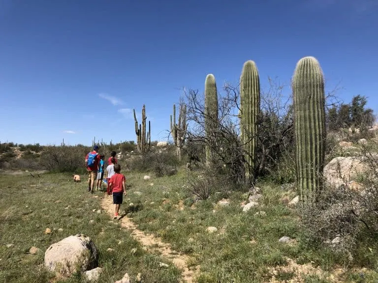 catalina-state-park arizona