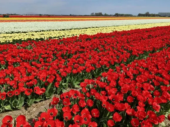 Day Trips from Amsterdam Tulip Fields in the Netherlands