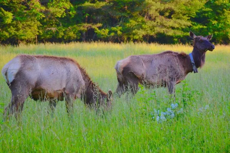 Elk in Great Smoky Mountains National Park