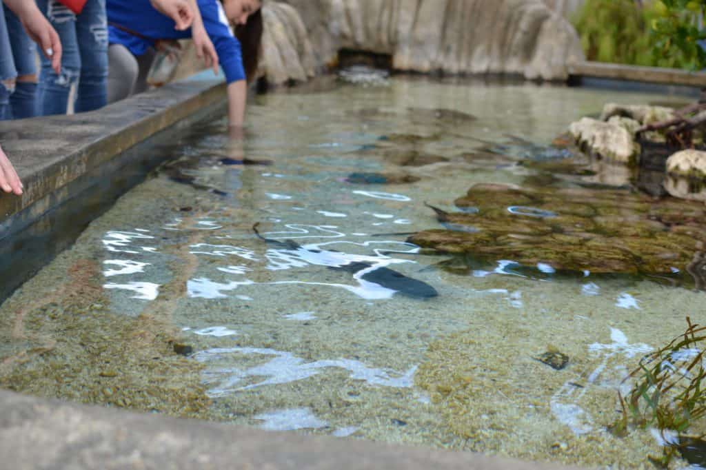 Aquarium of the Pacific Long Beach