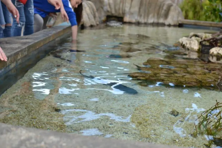 Aquarium of the Pacific Long Beach