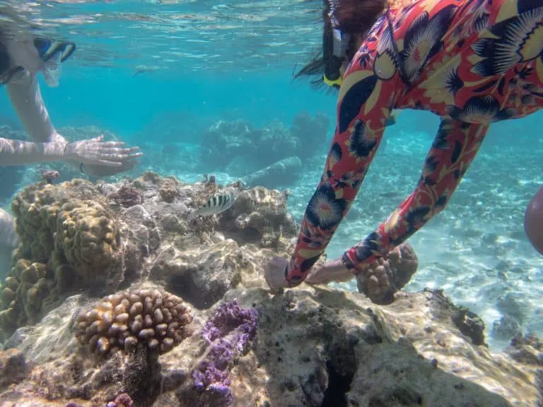 Planting coral to restore the reefs 