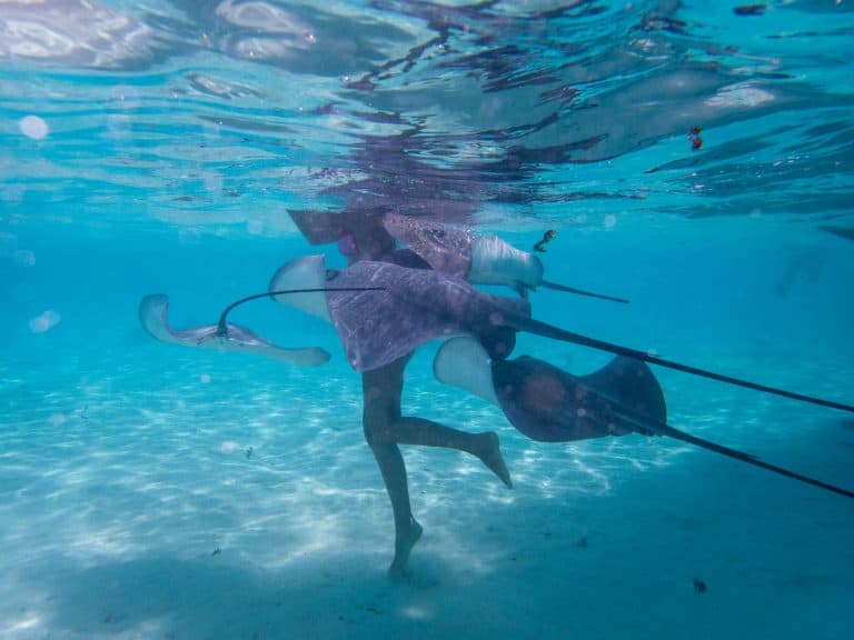 Swimming with stingrays in Moorea, Tahiti
