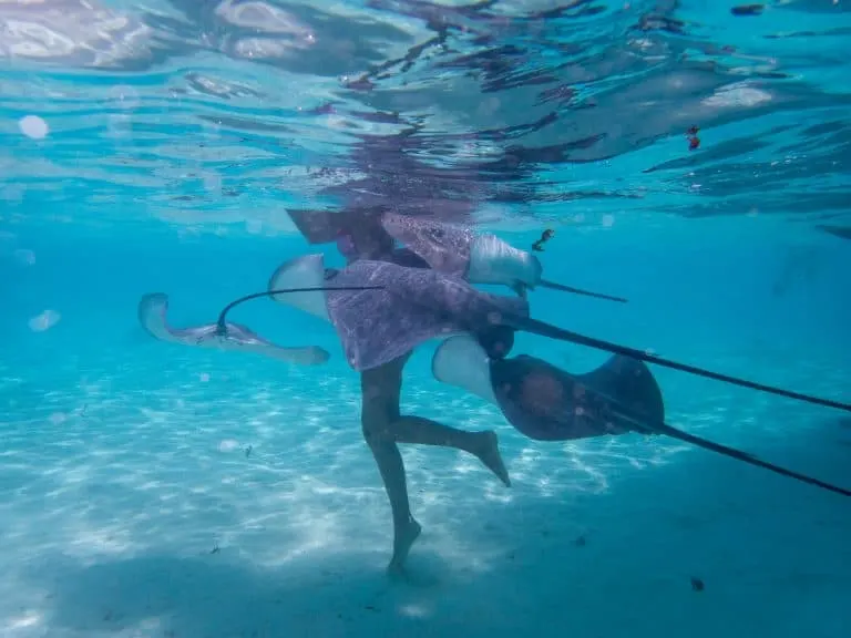 Swimming with stingrays in Moorea, Tahiti