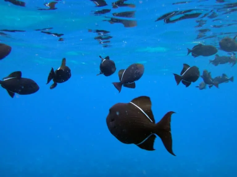 Molikini Crater fish