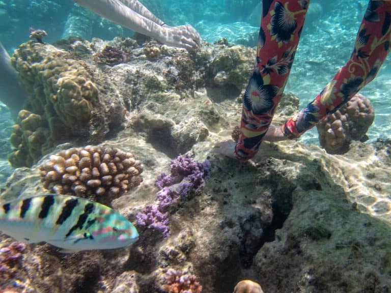 Coral Reef in Tahiti 