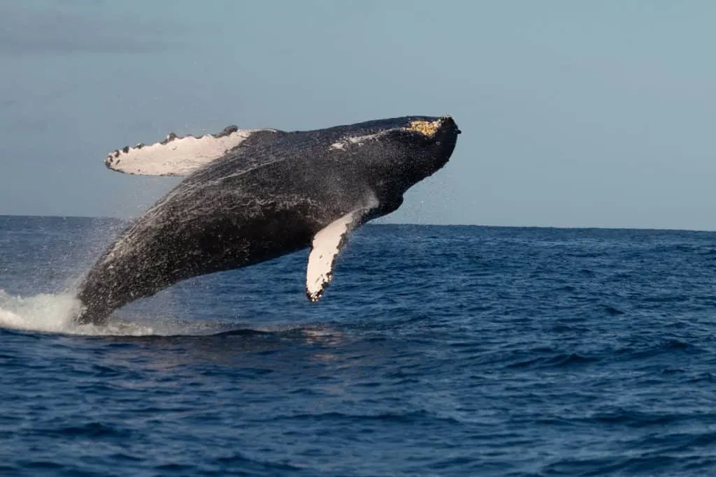 Things to do in Maui Whale Watching