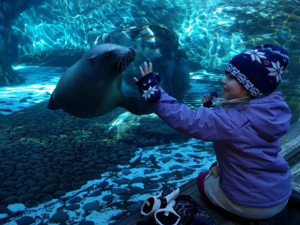 The St. Louis Zoo is a kid-friendly favorite and one of the best things to do in St. Louis with kids
