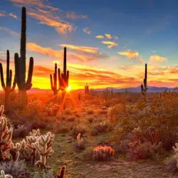 Over 30 of the Best Things to do in Arizona with Kids