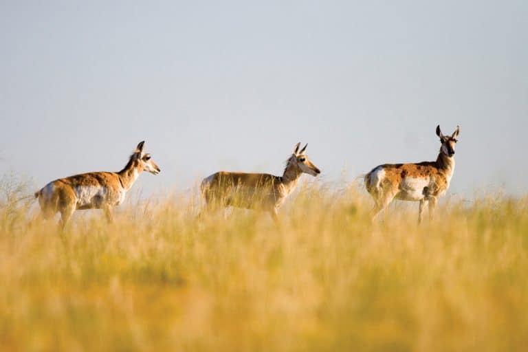 Pronghorns scamper across the northeast plains of Colorado