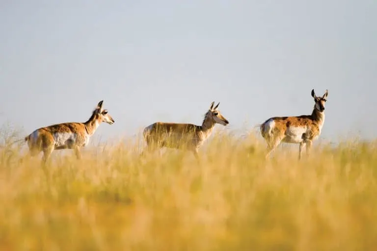 Pronghorns scamper across the northeast plains of Colorado
