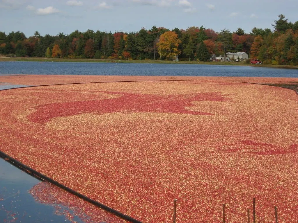 New England Fall Foliage Drive in Massachusetts cranberry bog country. 
