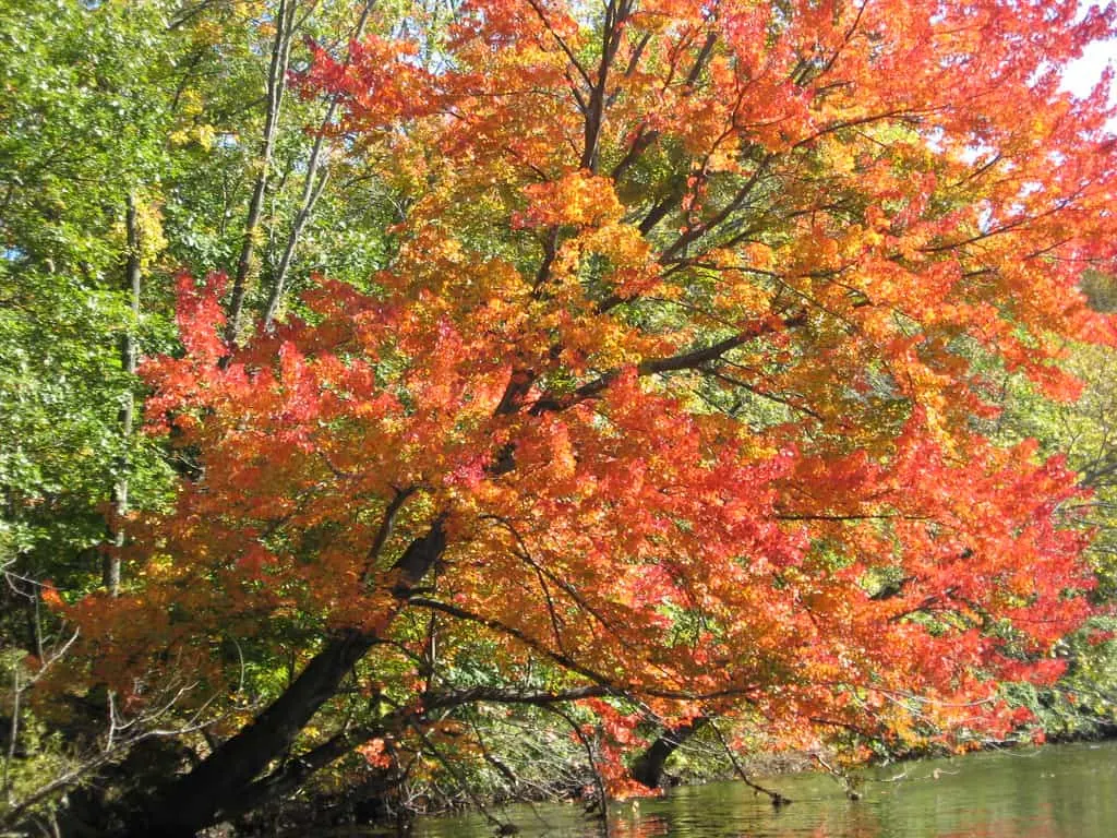 Blackstone river fall photo
