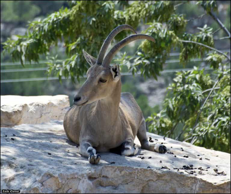 things to see in Jerusalem - Biblical Zoo 