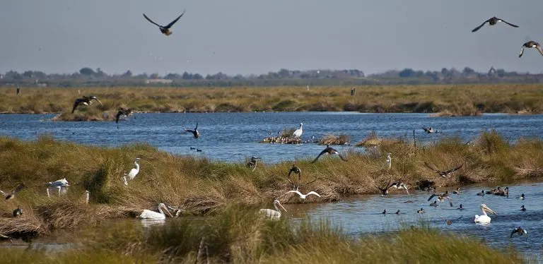 Bayou Sauvage National Wildlife Refuge day trips from new orleans