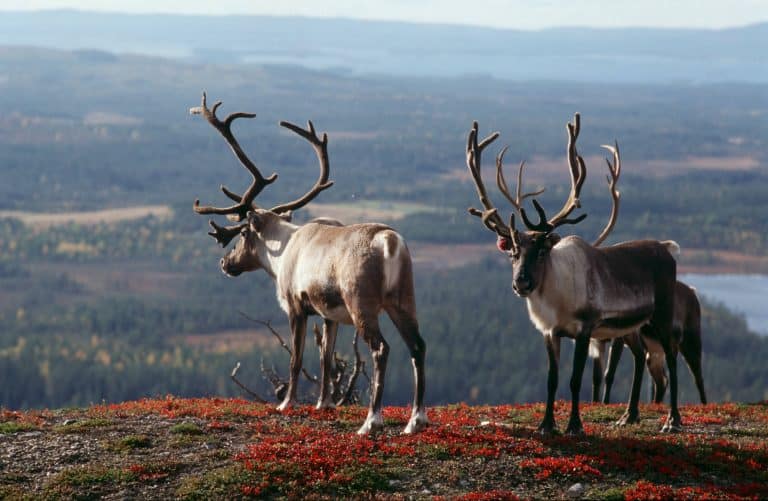Finnish Lapland Reindeer