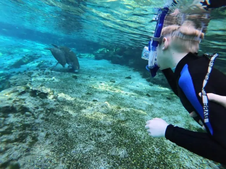 Cow and calf manatee swim near snorkeling child at Crystal River.