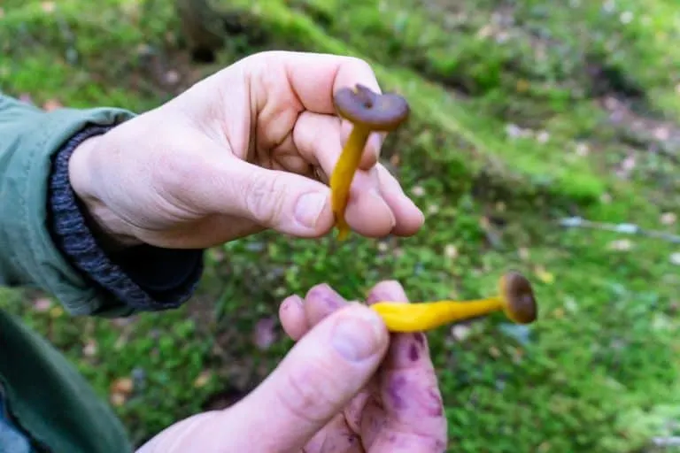 Foraging for Mushrooms in Nuuksio National Par