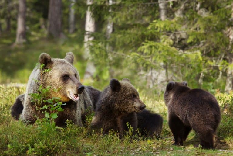 Brown bears can be spotted in Finland