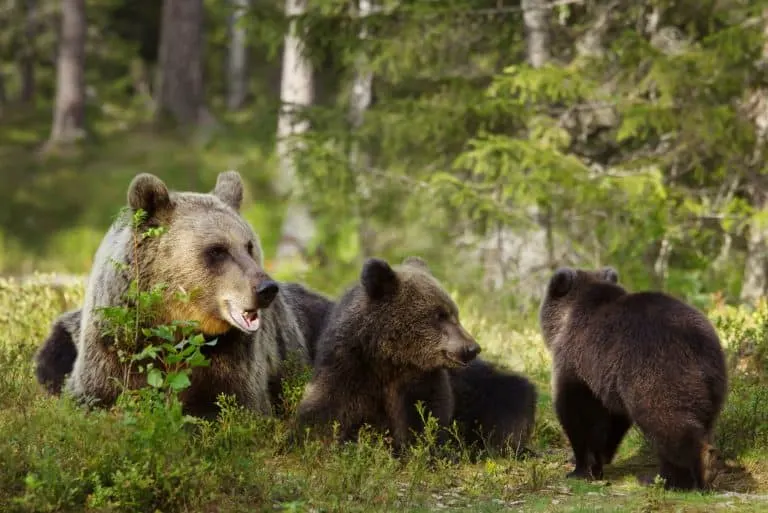 Brown bears can be spotted in Finland