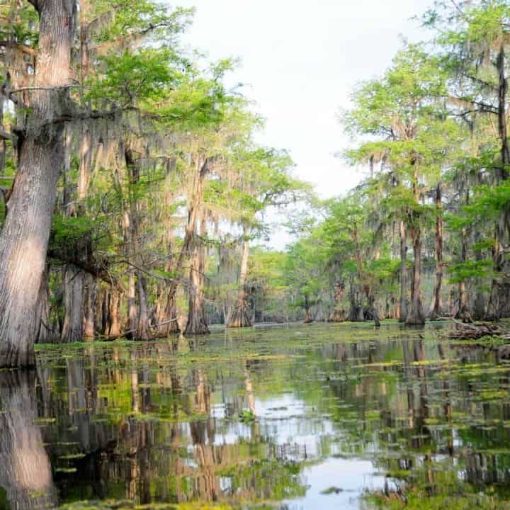 10 Fun Things to do in Louisiana with Kids on a Family Vacation