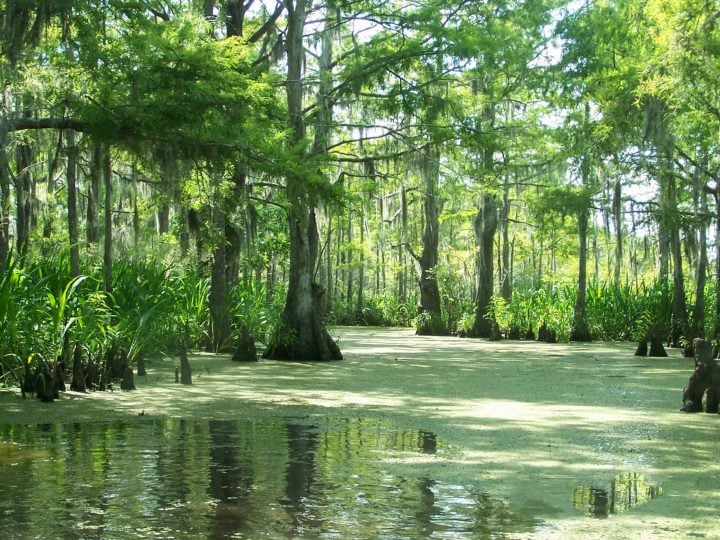 A trip to a Louisiana swamp is a great day trip from New Orleans