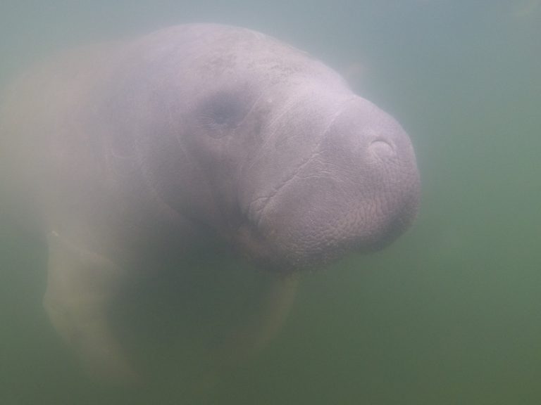 West Indian Manatee 