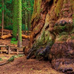 8 Best Hikes in Sequoia & Kings Canyon National Parks