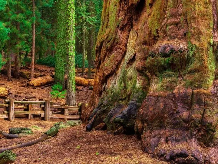 Best Hikes in Sequoia National Park