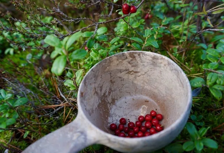 Foraging for berries and mushrooms in Nuuksio National Park