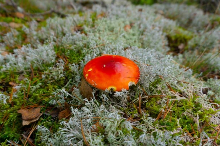 Poisonous Mushroom in Nuuksio National Park