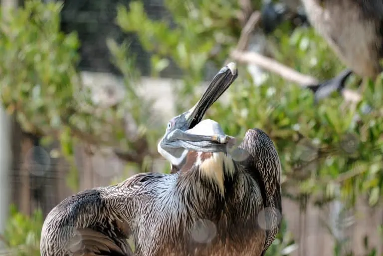 Laura Quinn Bird Sanctuary brown pelican