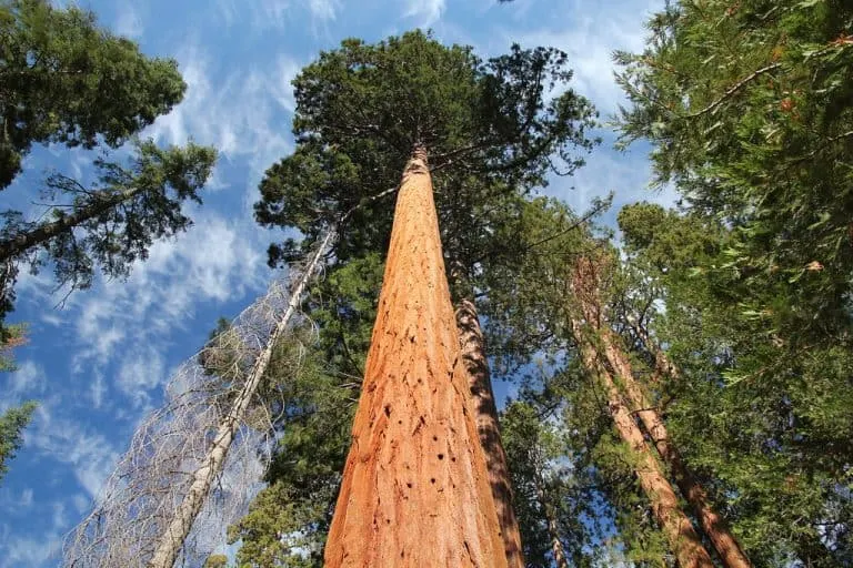 Mairposa Grove in Yosemite Best time to visit Yosemite