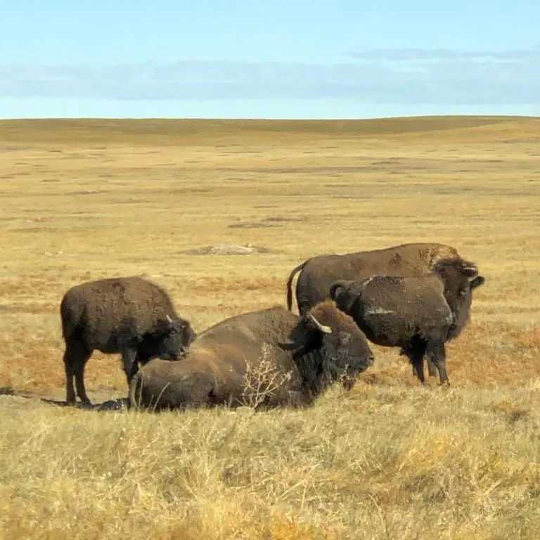 Bison Badlands