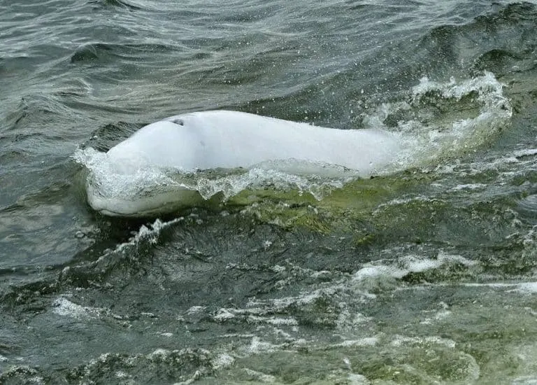 Beluga whale