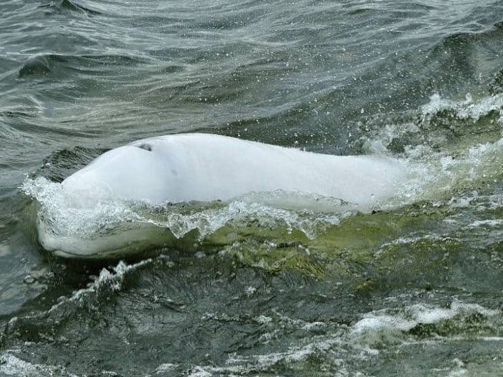 Belugas, Minkes, and More! 3 Ways to Experience Incredible Whale Watching in the St. Lawrence River in Maritime Quebec