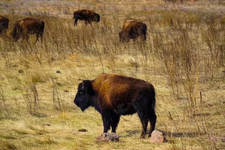 Bison at Custer State Park