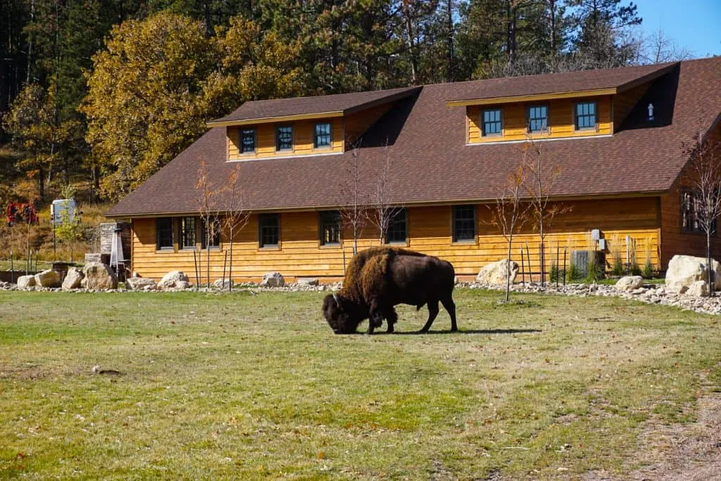 Things to do in Black HIlls include visiting Custer State Park