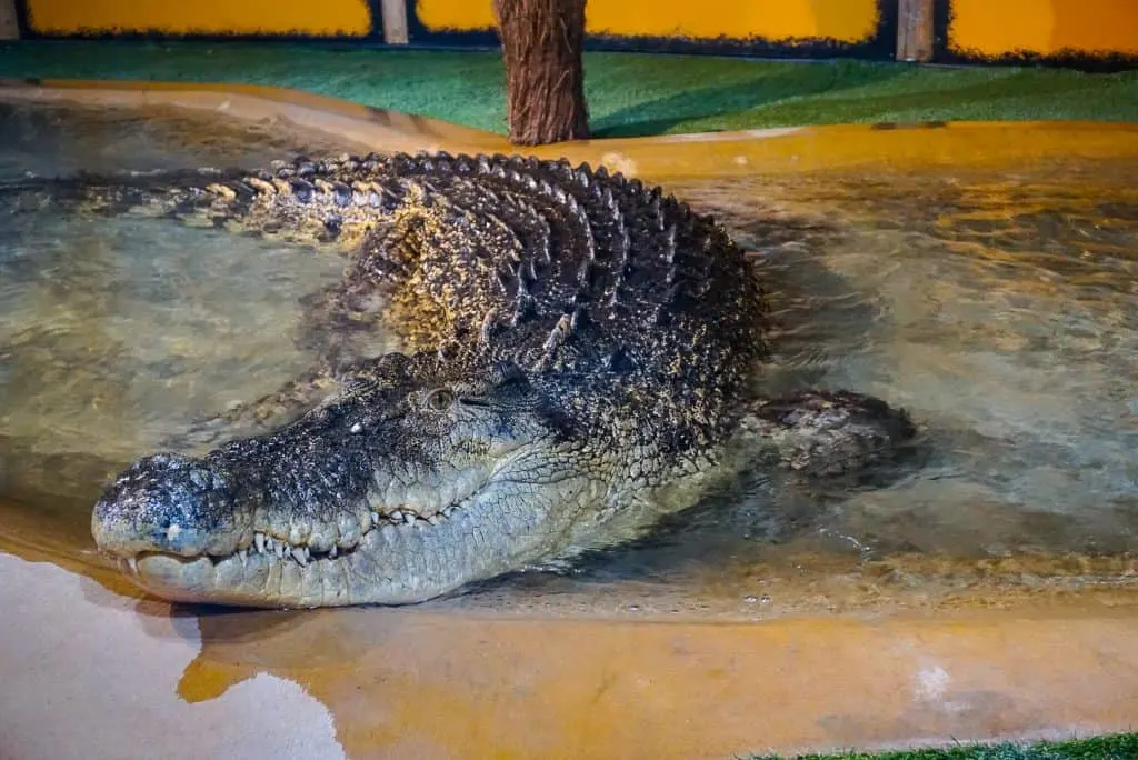 Crocodile at Feeding Time at Reptile Gardens